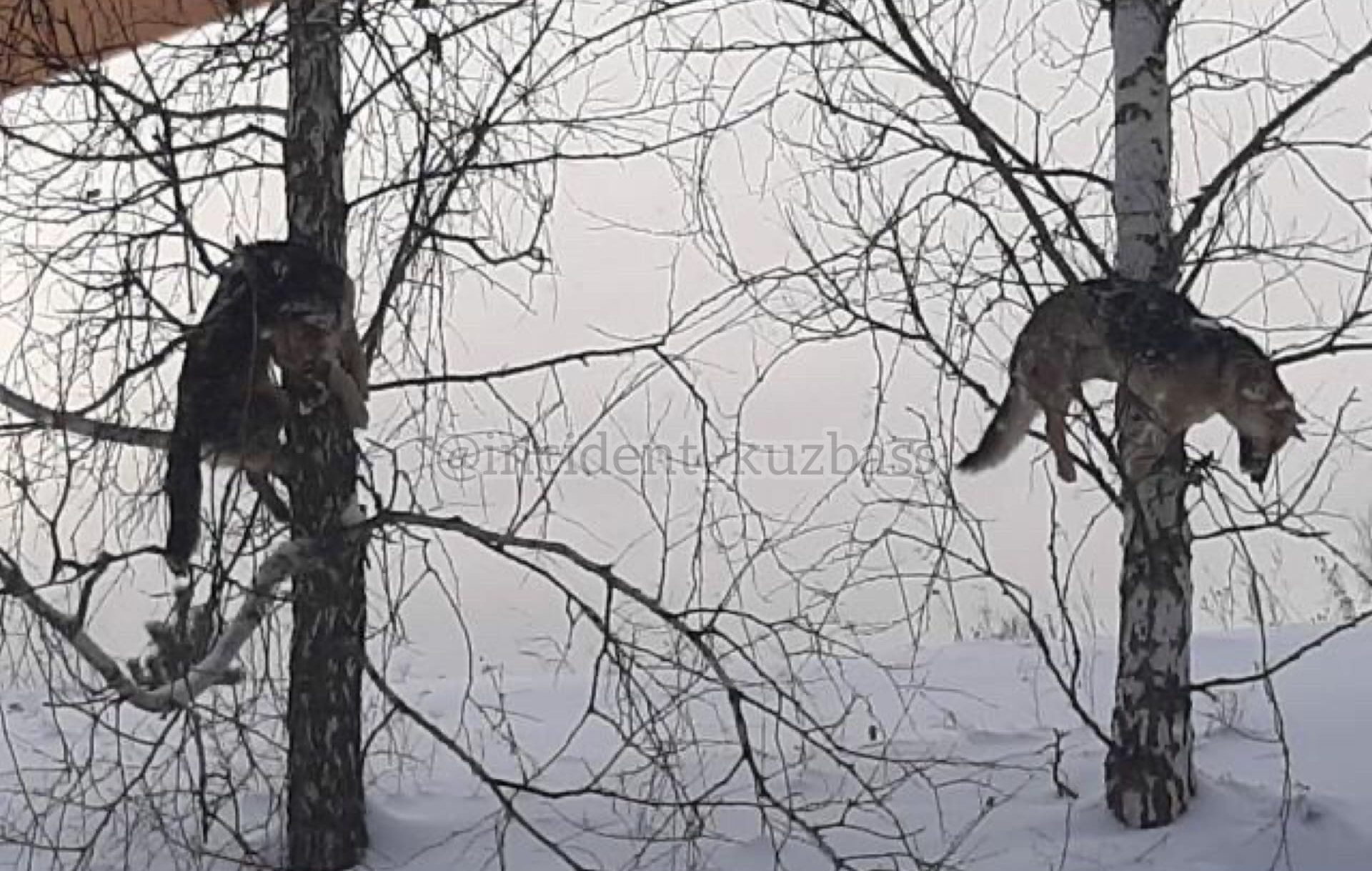 «В назидание»: в Кузбассе охотник застрелил собак и развесил трупы по деревьям