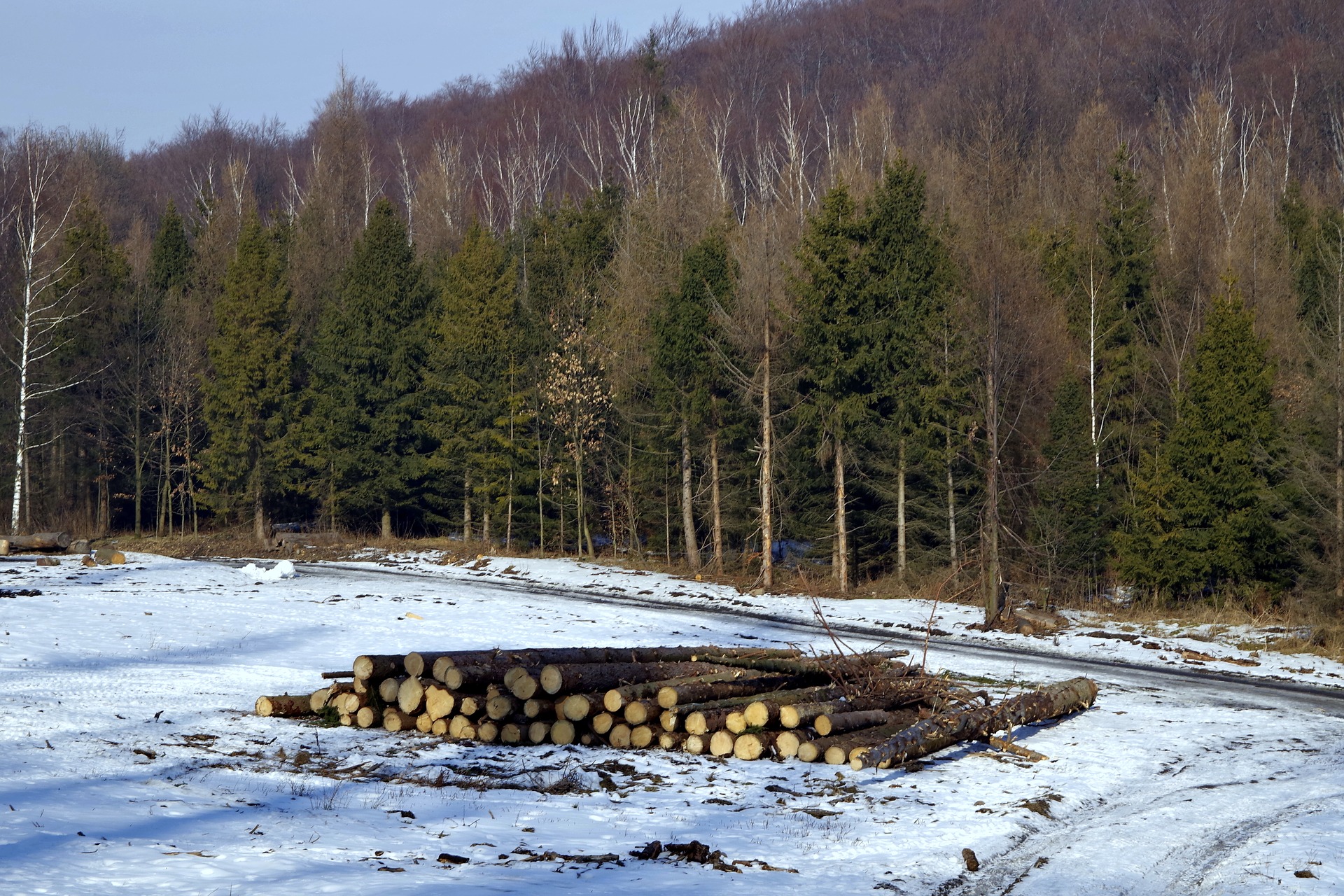 Чтобы добыть уголь, кузбассовец незаконно вырубал лес