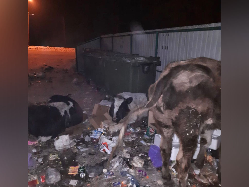 Хозяин «мусорных» коров в Прокопьевске бросался на людей с топором