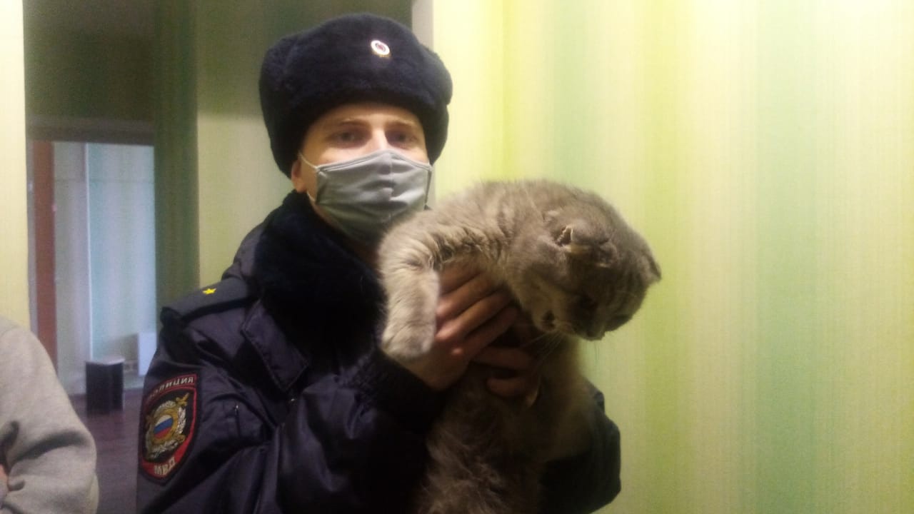В Новокузнецке кошка испугалась хозяина и выпрыгнула на машину с 9 этажа
