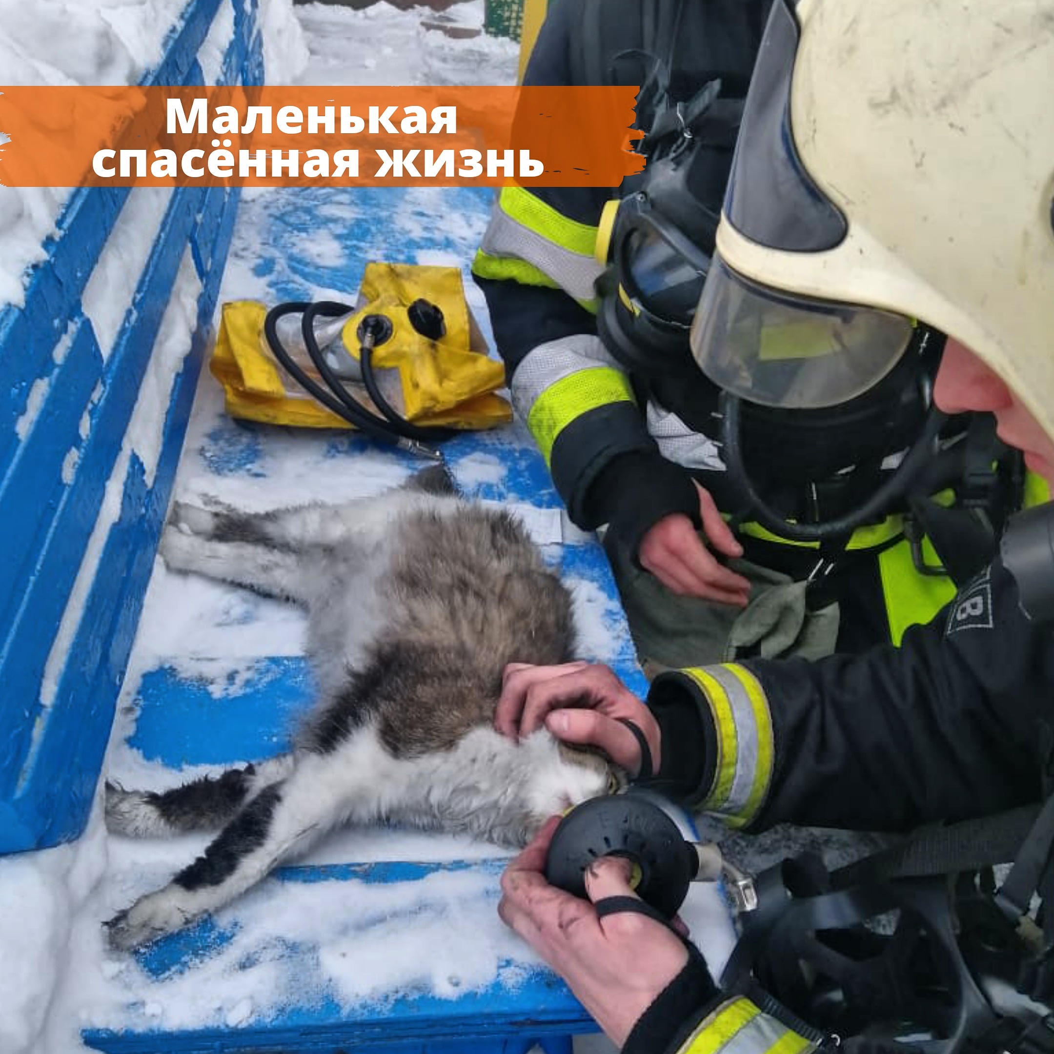 День спасения кошек. Пожарные спасают животных. Спасатели спасают кошку.