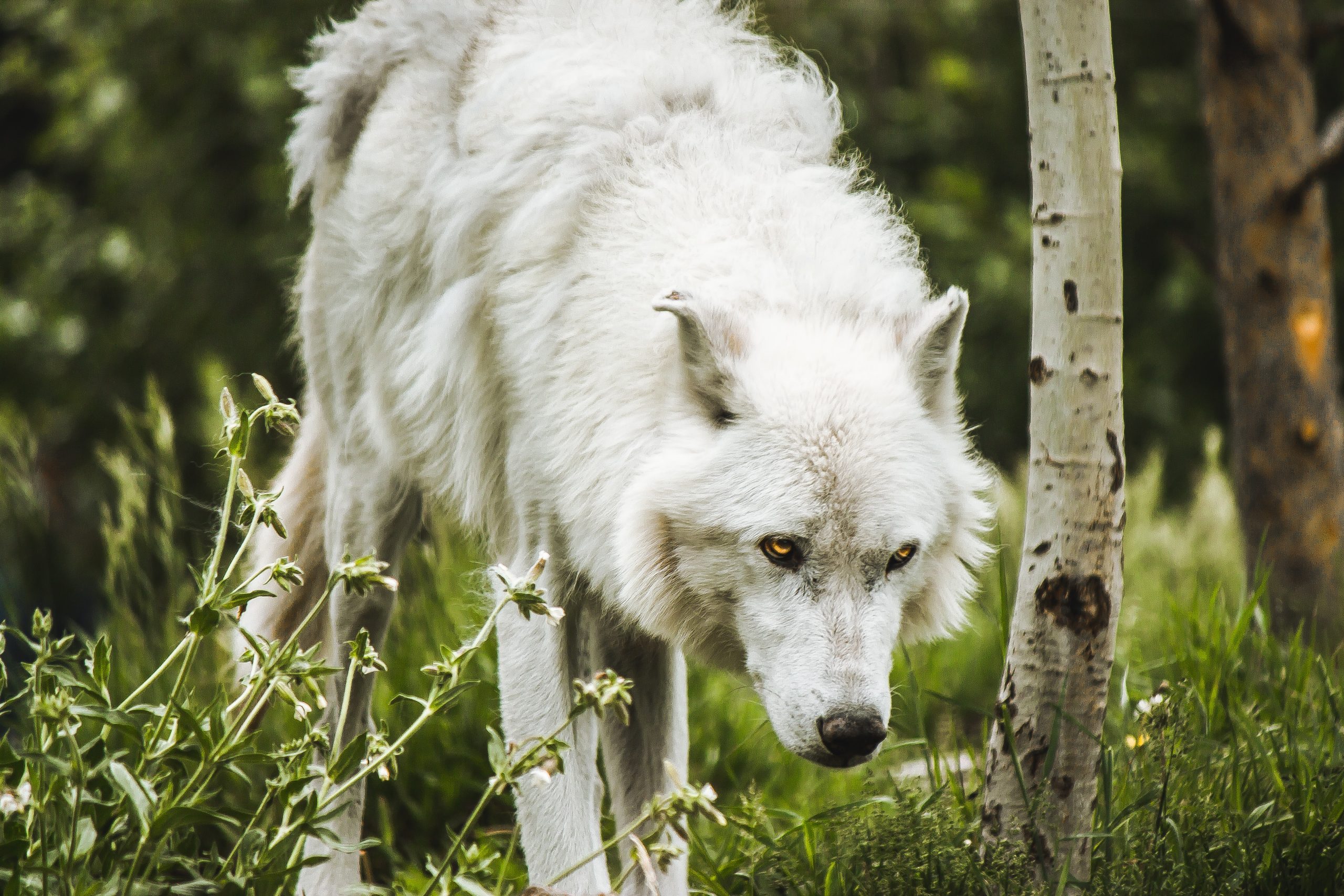 Белый волк среди берез