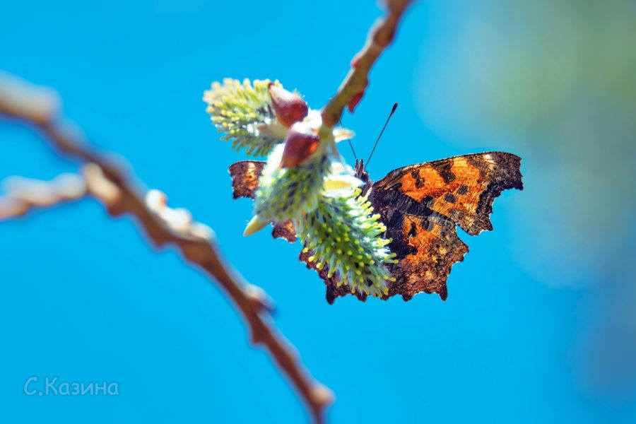 Первые бабочки весной. Первая бабочка весной фото. Бабочка весной фото с боку в полёте.