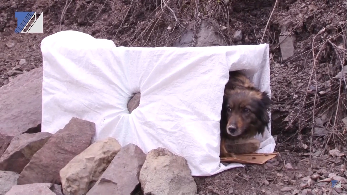 В Кузбассе нашли собаку-Хатико: больше 10 дней животное не покидает обочину дороги