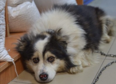 В Кузбассе живодёры отрезали собаке нос и уши