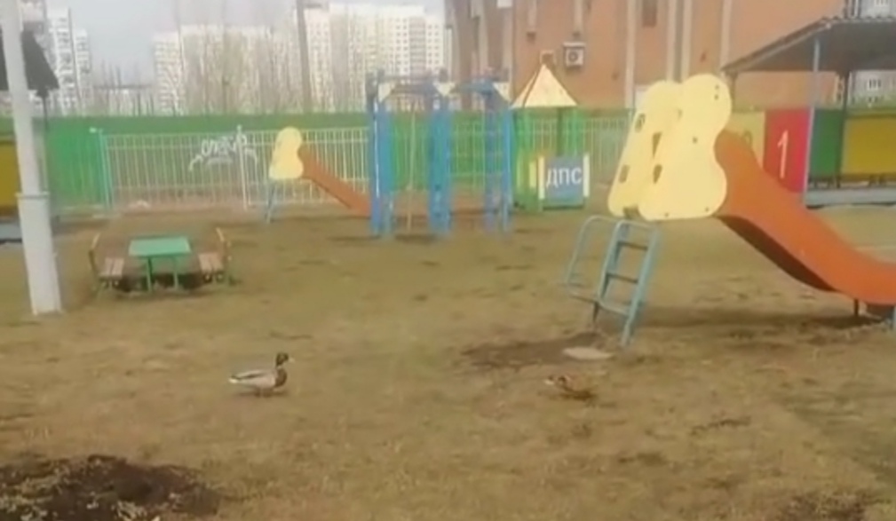 В Кузбассе в детский сад пришли необычные гости