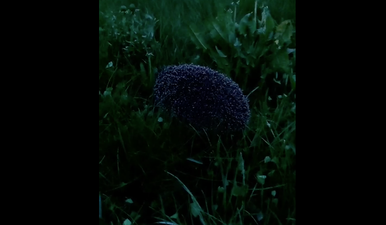 медведь чешется об дерево. бурый медвежонок потерялся на рынке. дикая история 2017. кабаны в крыму. дикий когда выходит.