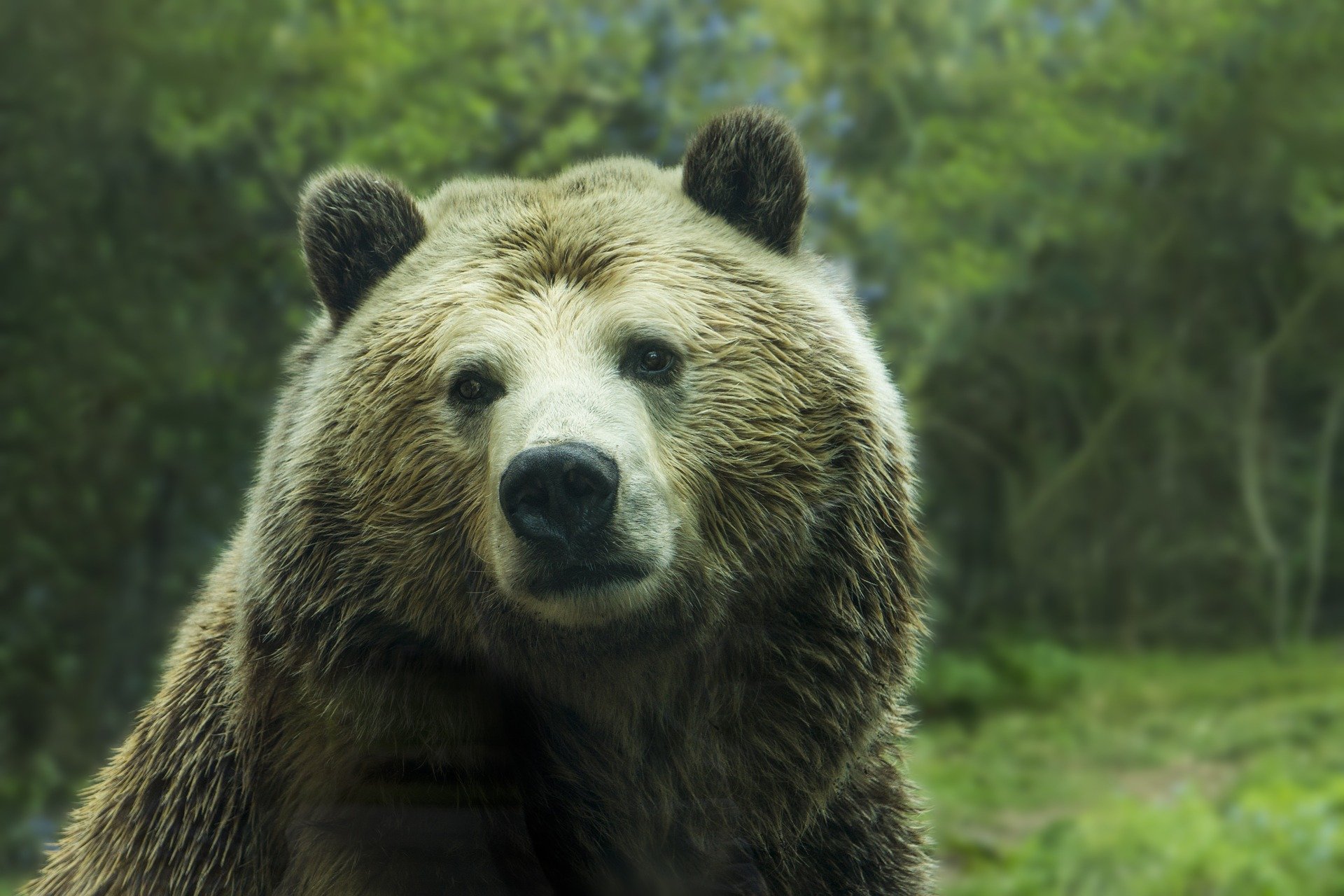 «Приключение медведя в Кемерово»: зверя опять заметили, но в другом районе