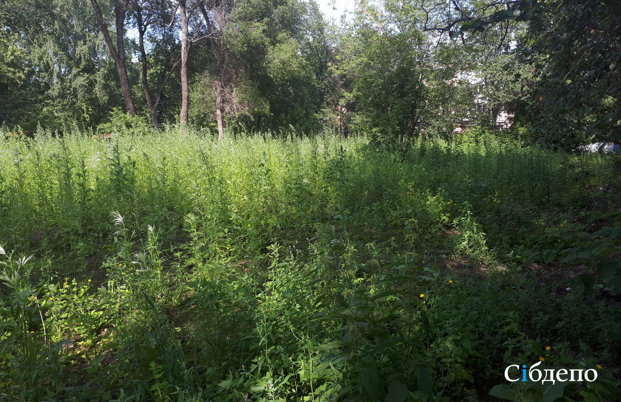 заросший пустырь