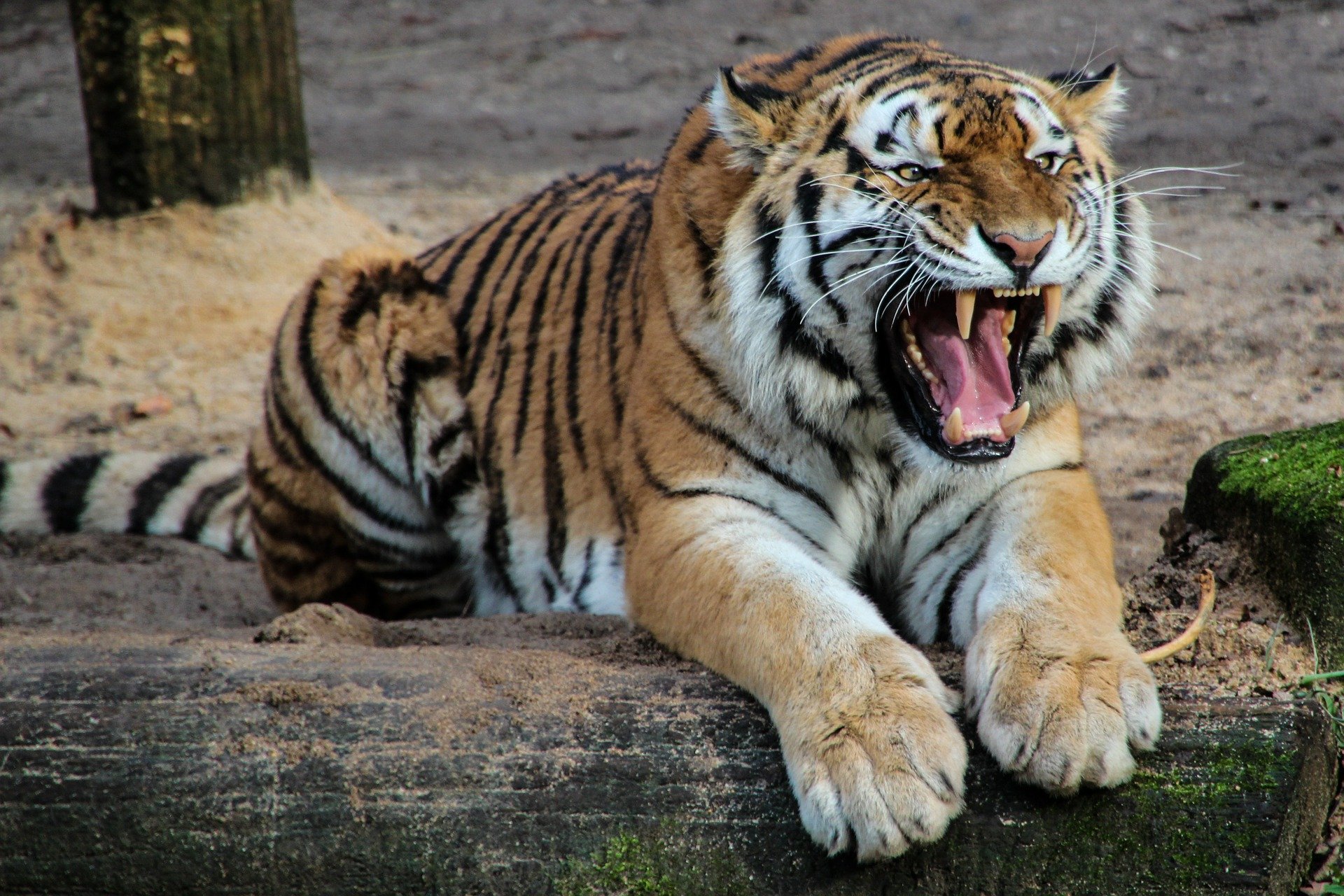 Кузбасс возвращается к жизни до пандемии: по городам проедет зоопарк со львами