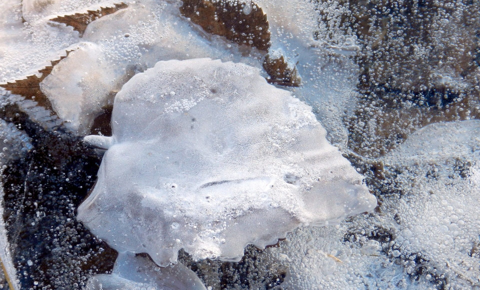 Сильно морозило. Сильные заморозки. Заморозки лужи. Ледяная лужа. Льдинки.