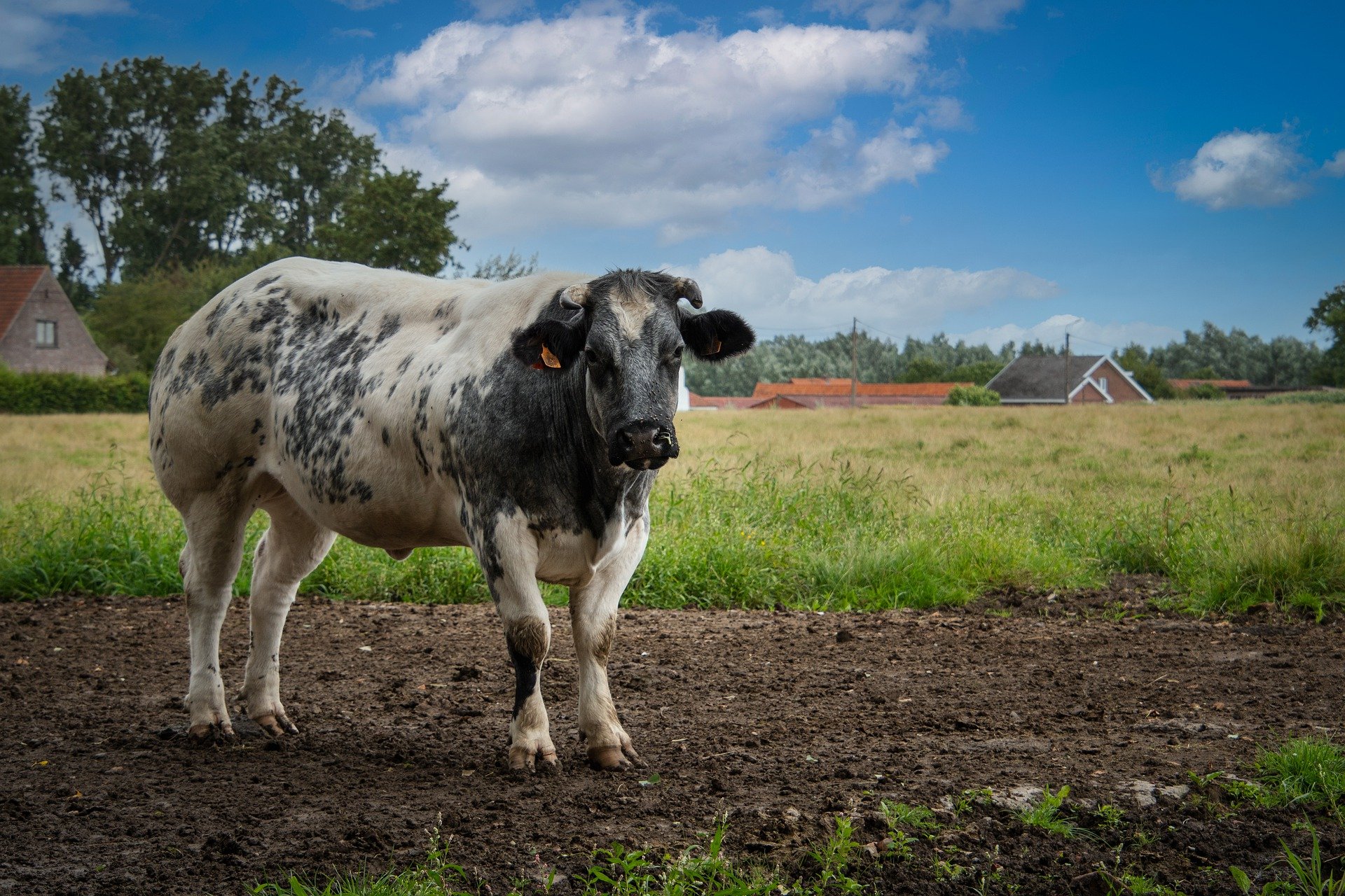 Mkr крупного рогатого скота. Корова контур вид сбоку. Животноводство в адыгее 3 класс. Спк животновод балашов саратовской области. Молодые коровы.