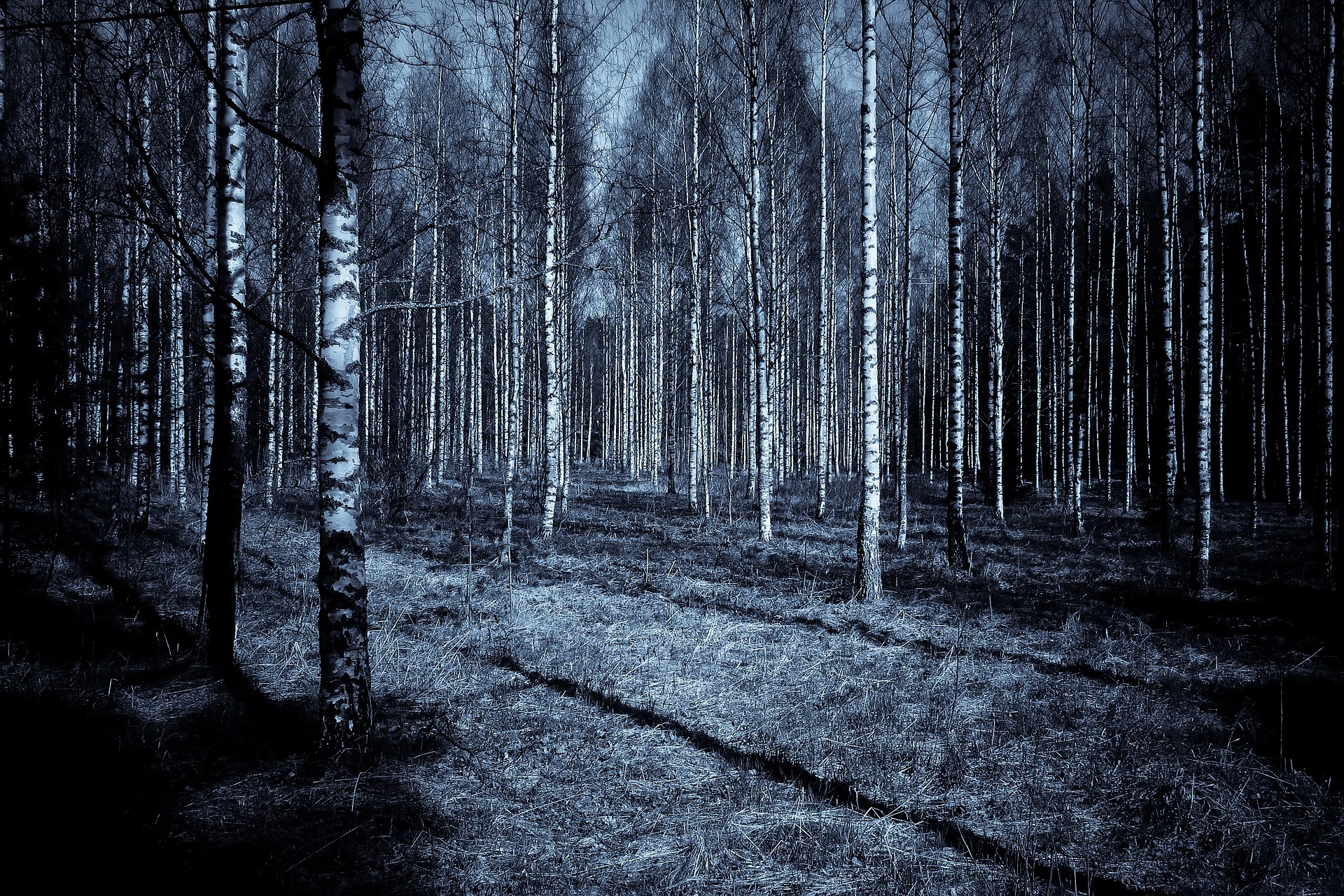Темный березовый лес