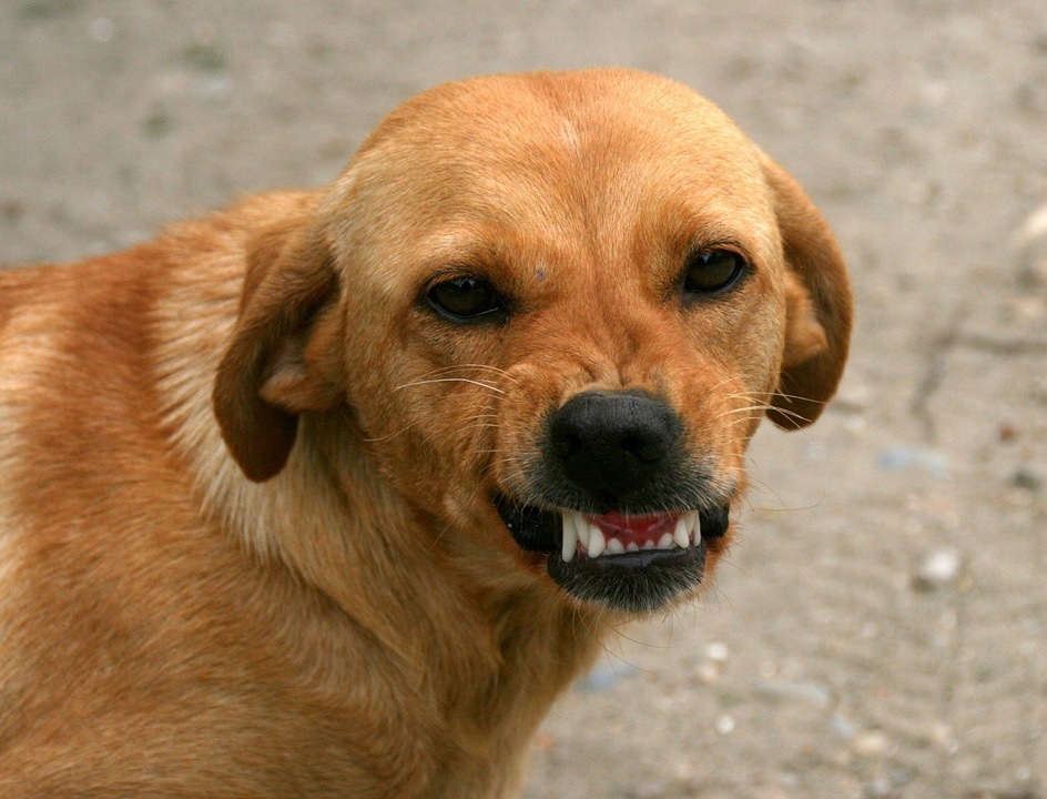 Бродячая собака напала на пенсионерку из Новокузнецка