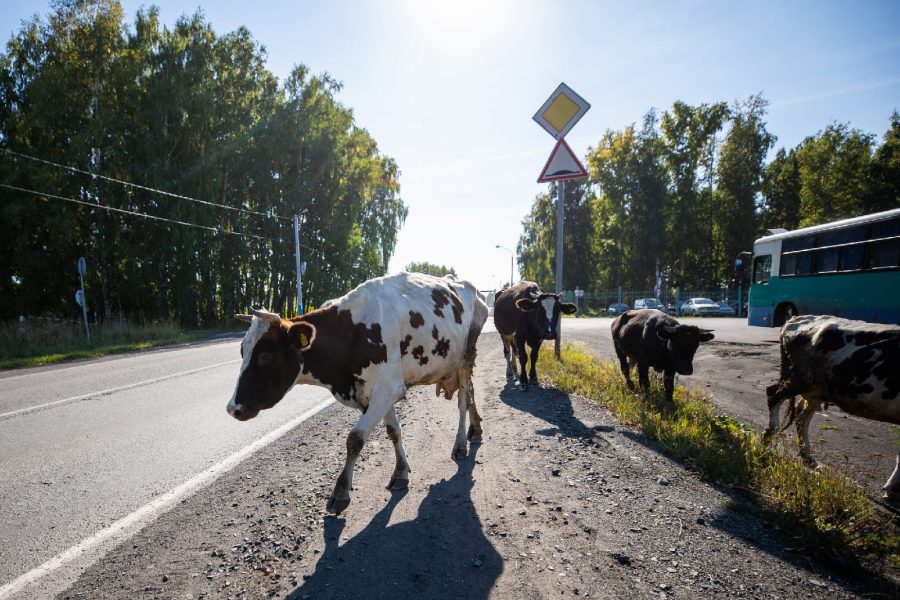 Выгул крс. Выгул скота в крыму. крс на выгуле привязи. уберите коров с клумбы. проблема выгул скота.
