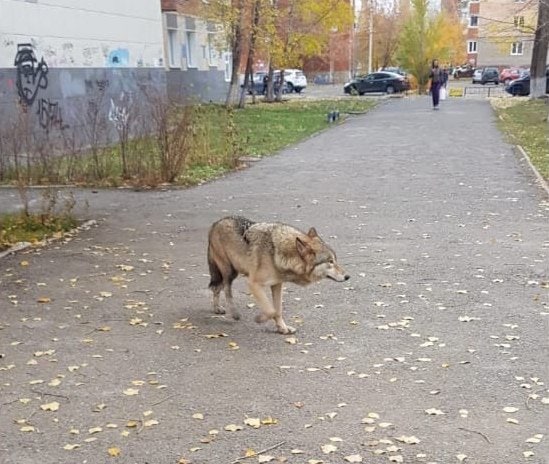 В России в крупном городе на детской площадке полицейских искусал дикий волк