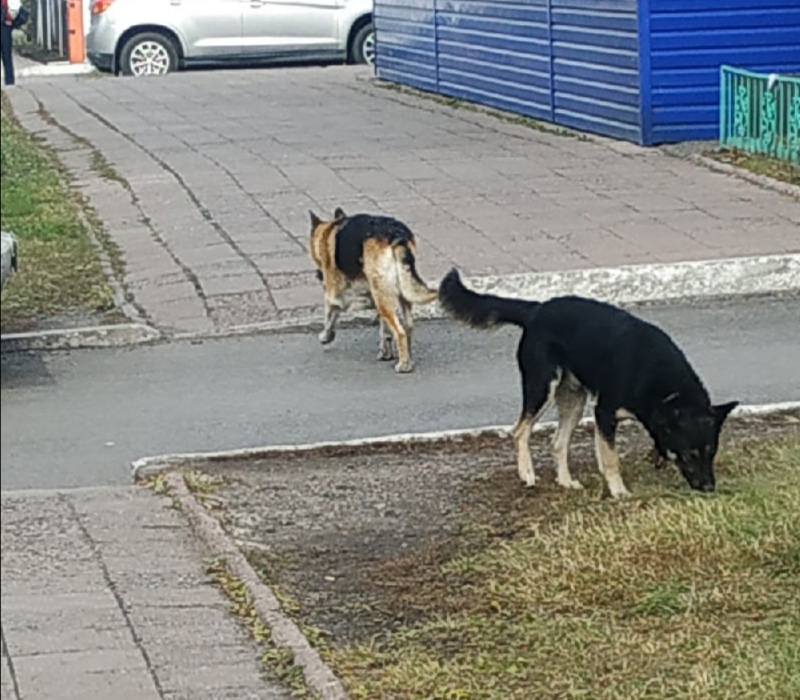В Новокузнецке собаки с ошейниками нападают на определённых людей