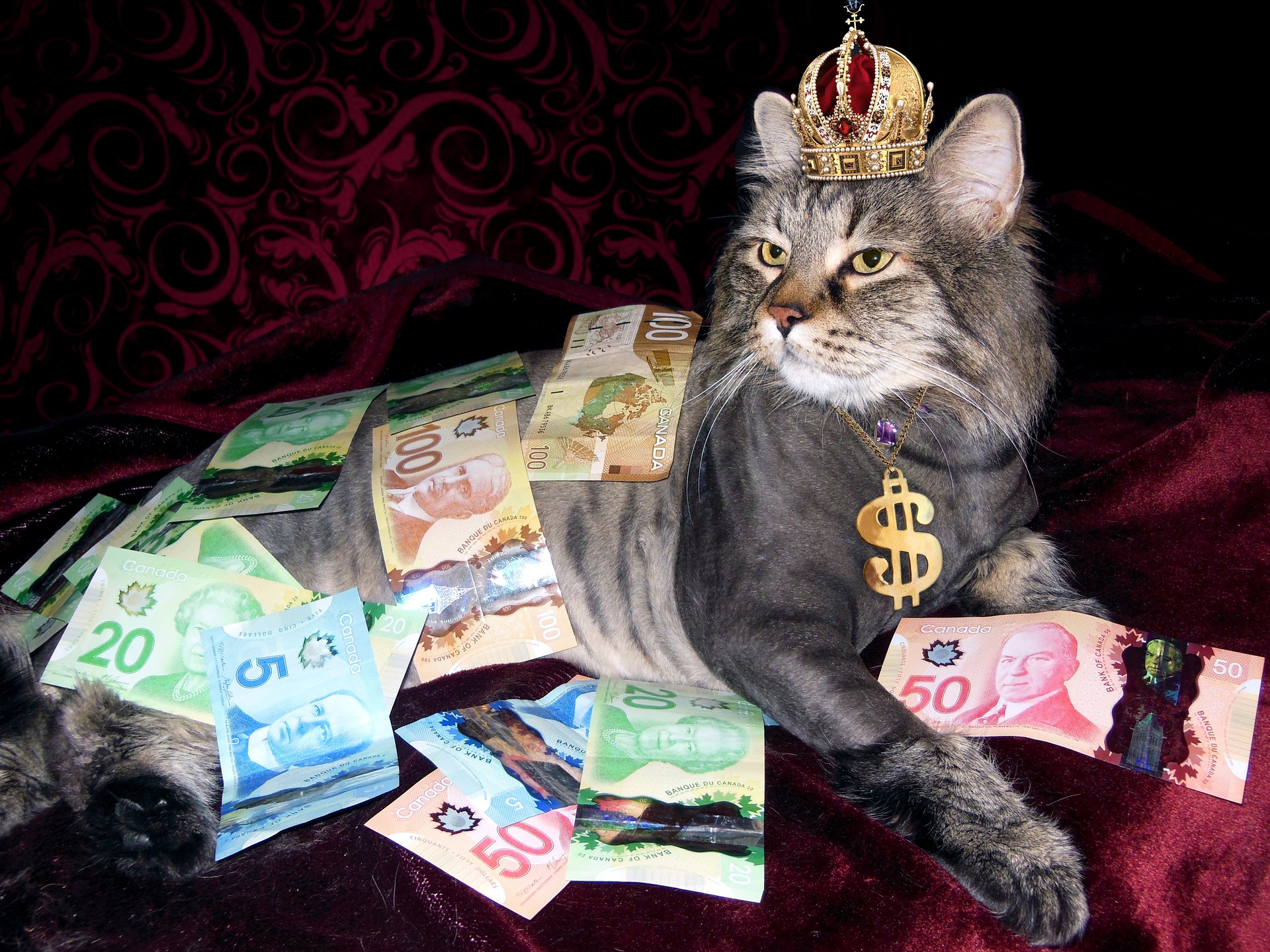 В Кузбассе продается кошка за 300 миллиардов рублей
