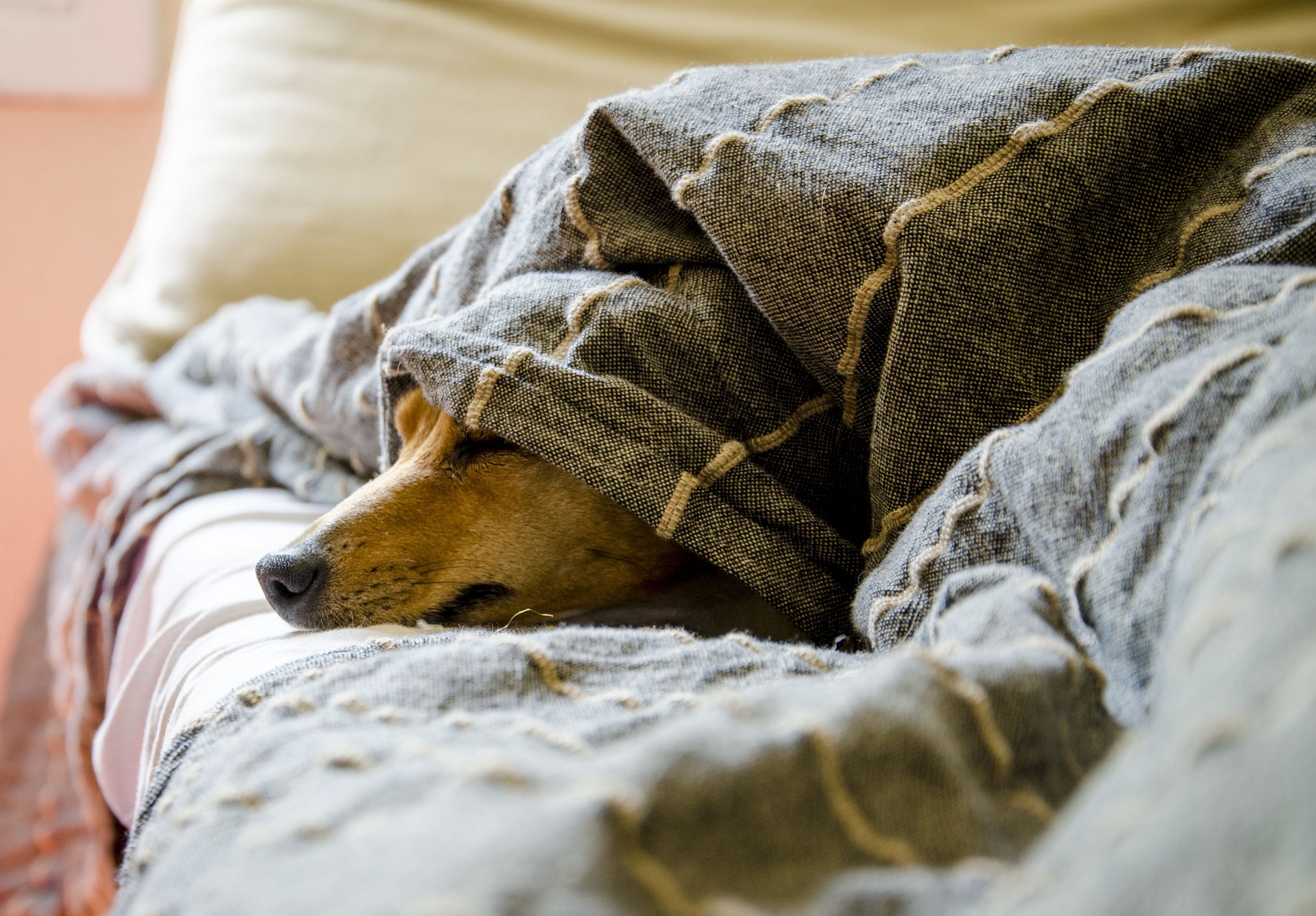 Девушка которая притворяется собакой. Relax my Dog. Relax are for Dogs.