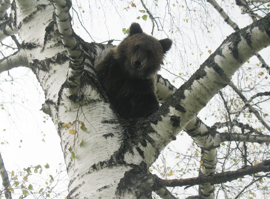 Вблизи Кемерова заблудился медвежонок без мамы