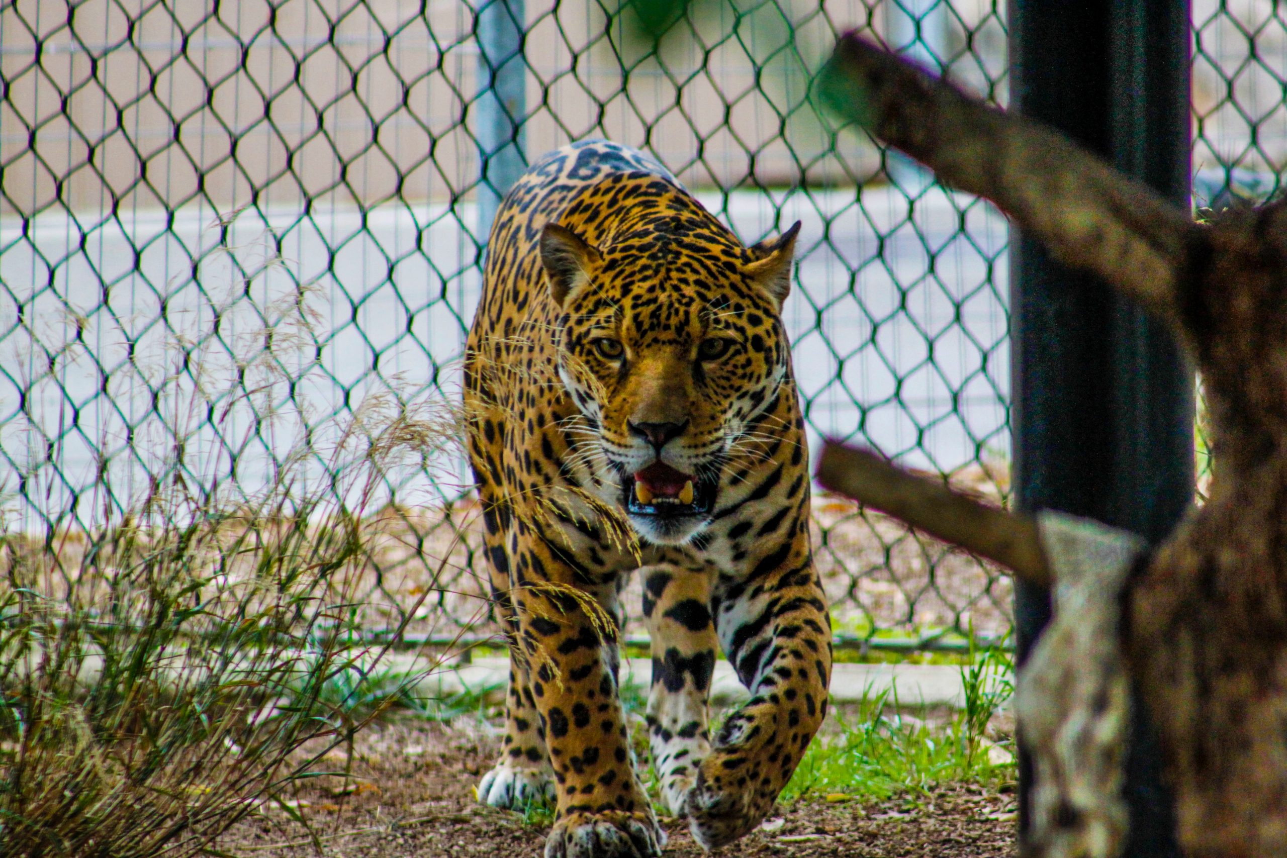 Во внезапно покинувшем Кемерово зоопарке были найдены нарушения