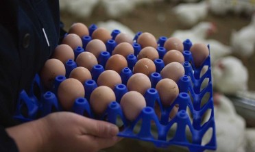 Яйца дорожают, но Кузбасс в лидерах по их производству: за 11 месяцев в регионе произвели почти миллиард яиц