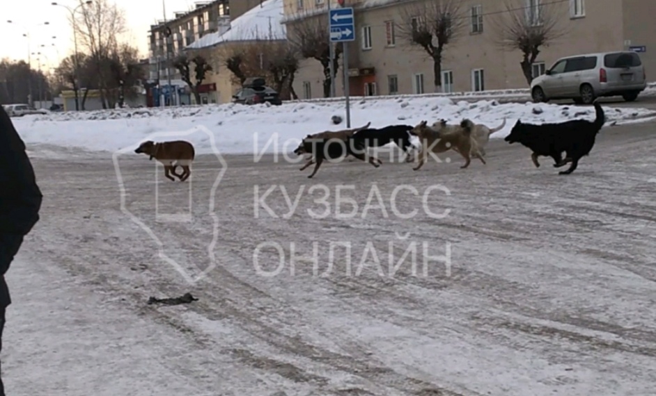 Житель Новокузнецка сравнил чипированных собак с гопниками из 90-х