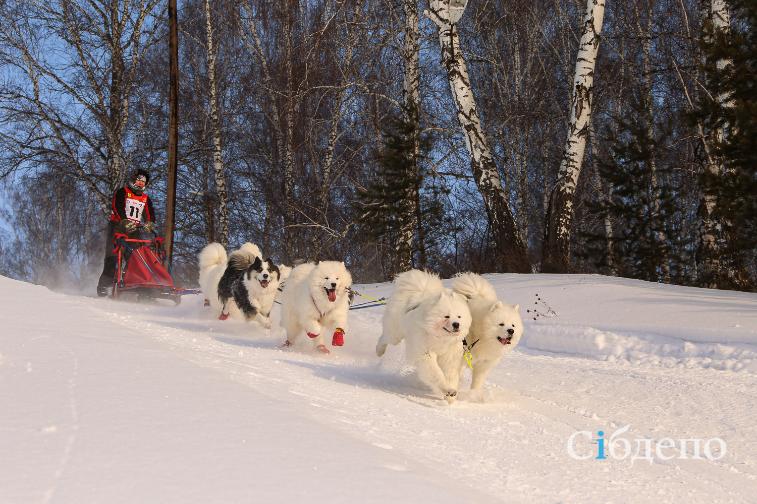 Снег, бескрайние просторы и много-много хороших мальчиков: в Кузбассе прошла гонка на ездовых собаках