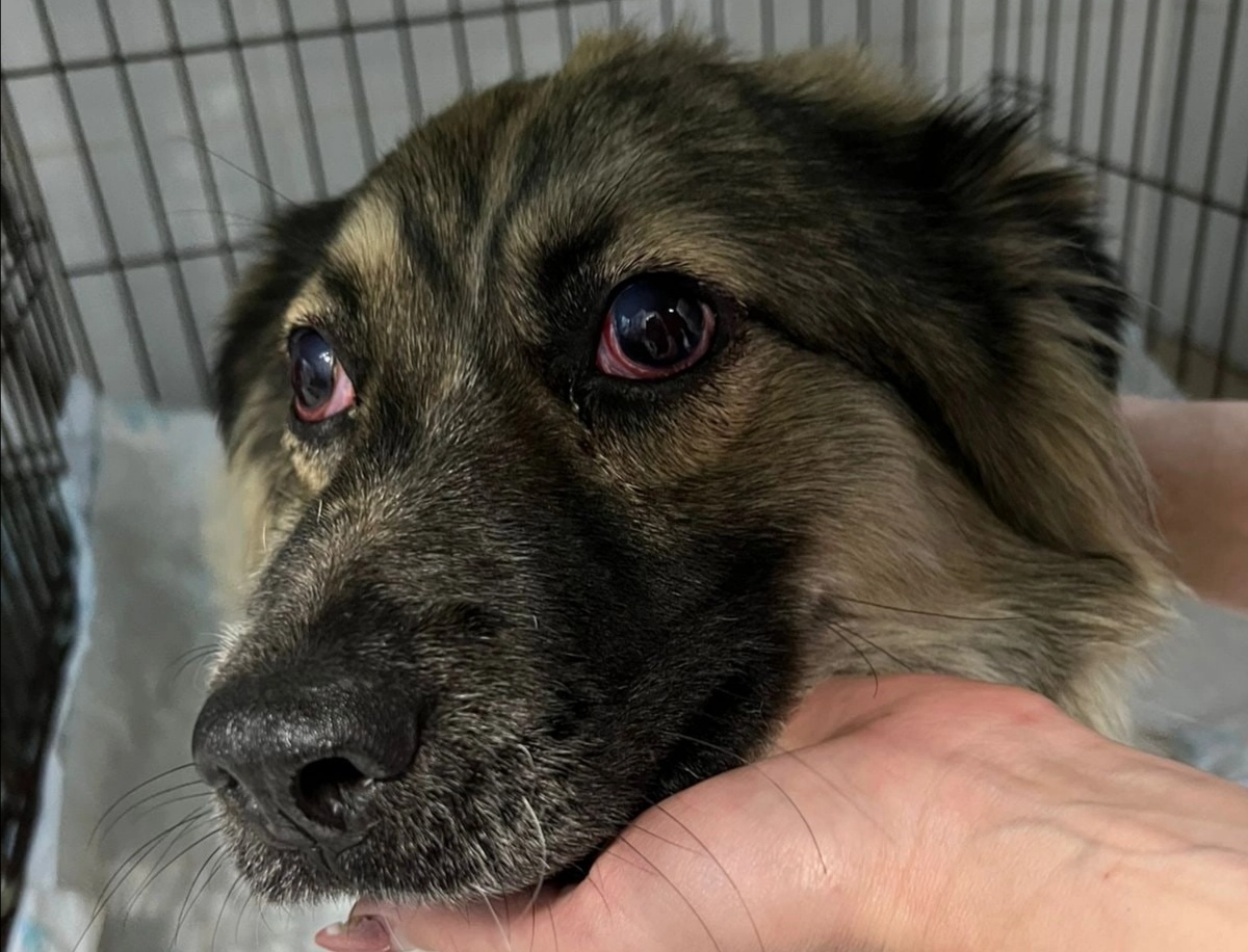 В Новокузнецке жестоко обстреляли двух чипированных собак