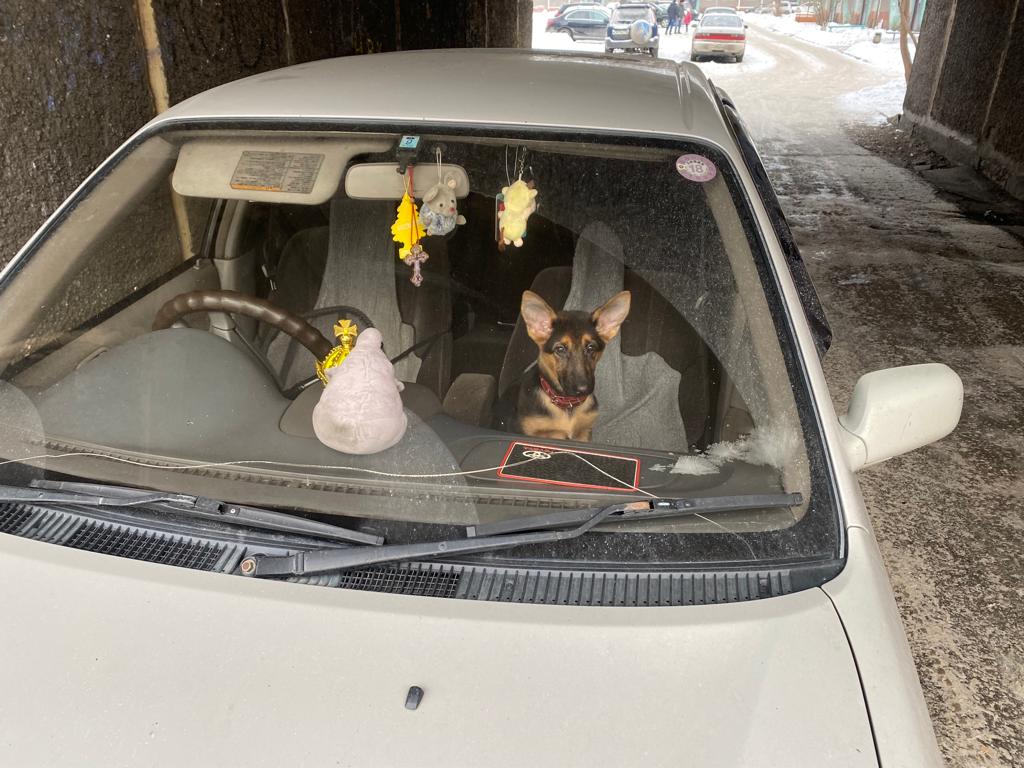 В Новокузнецке хозяин оставил щенка замерзать в запертой машине