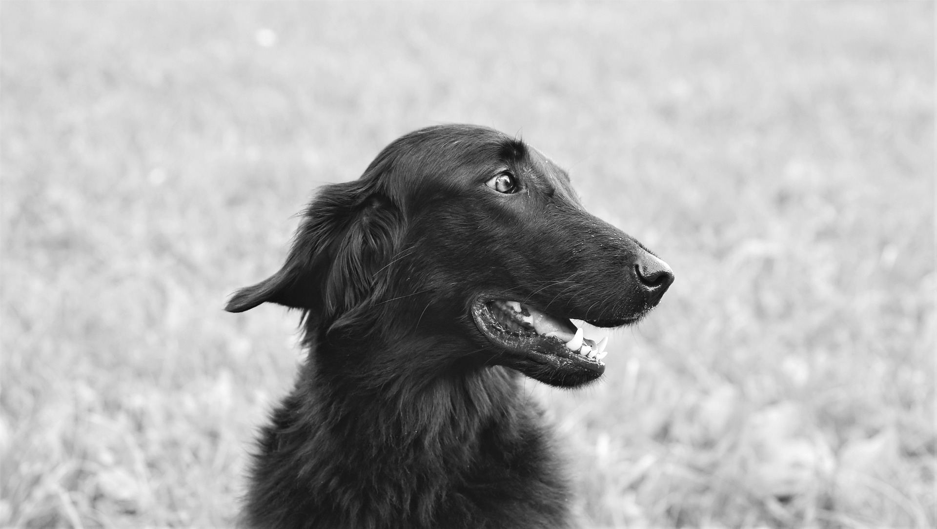 Dog enter. Сеттер ирландский фото черно белый. Собака депутат.