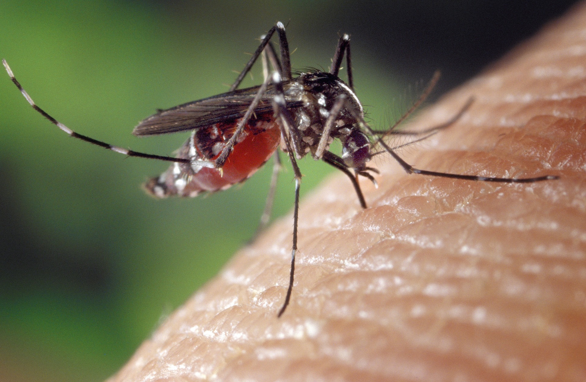 Кузбассовцев в середине зимы атаковали комары