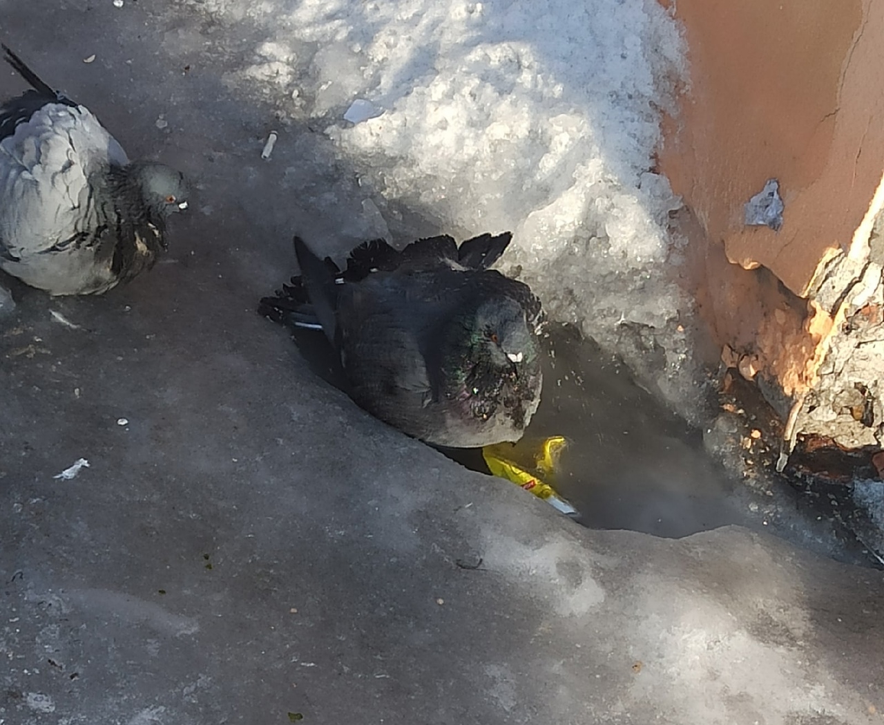 В Кузбассе обнаружили празднующих Крещение голубей