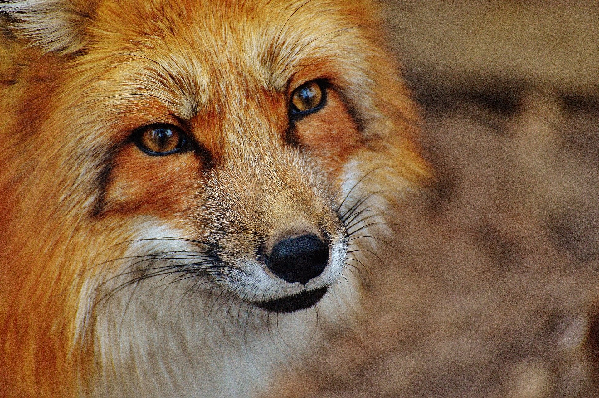 «Лисы под транквилизаторами!»: как защитники животных объявили войну зоофотографам из Новокузнецка