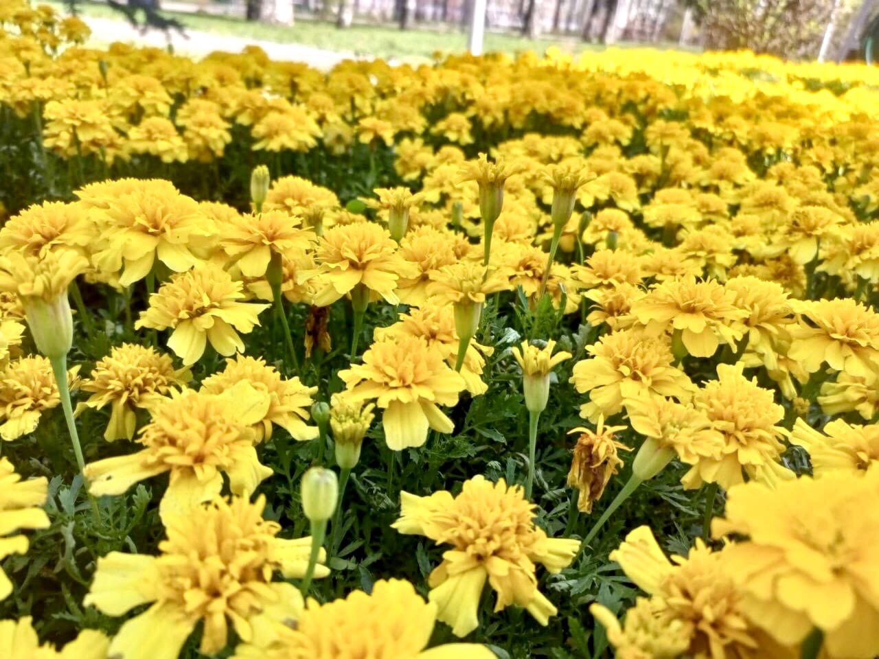 Миллион цветов: Новокузнецк летом станет неузнаваемо цветущим