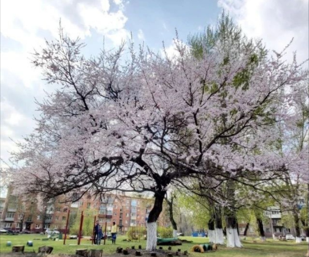 В Новокузнецке зацвело японское дерево невиданной красоты
