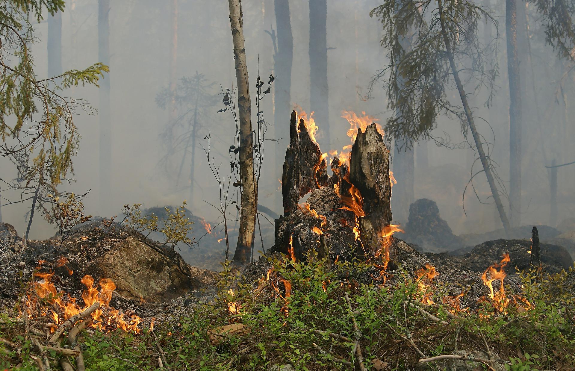 Более 2000 га леса сгорело в Кузбассе: куда огонь уже добрался