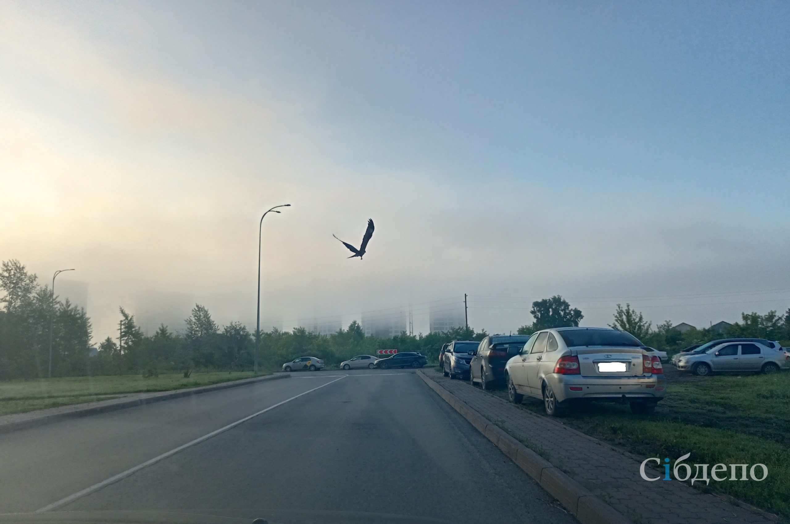 Просто ужас»: дворы Кемерова захлестнула глобальная проблема • 22.06.2022 •  Чтиво • Сибдепо