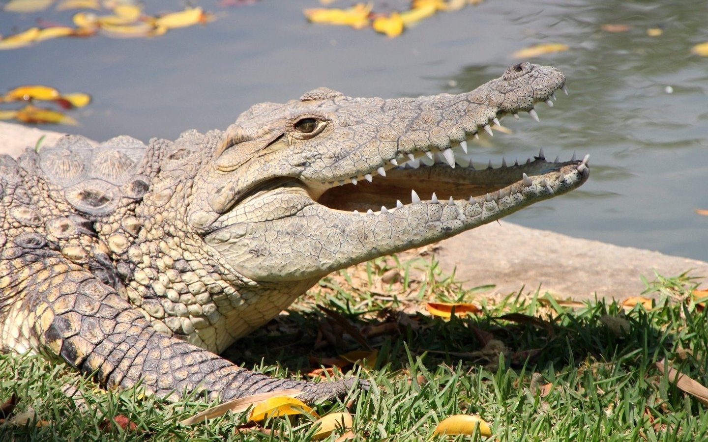 Подманивают курочкой: в частном секторе пять дней ловят крокодила