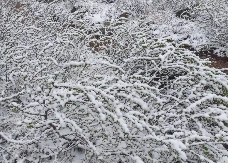2 июня снег. Снег в Кузбассе. Град и снег 4 июня. Снег в Красноярске 4 июня. Град (осадки) фото.