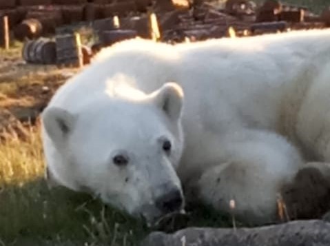 В Сибири измученный белый медведь пришёл к людям за помощью