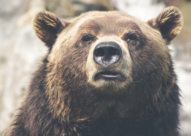 Кузбассовцы выдали дико странную реакцию на агрессивного медведя