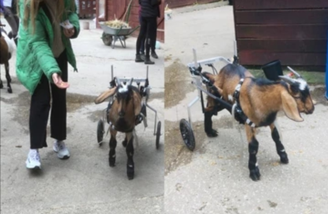 В Сибири ветеринар спасла козлёнка, посадив его в инвалидное кресло