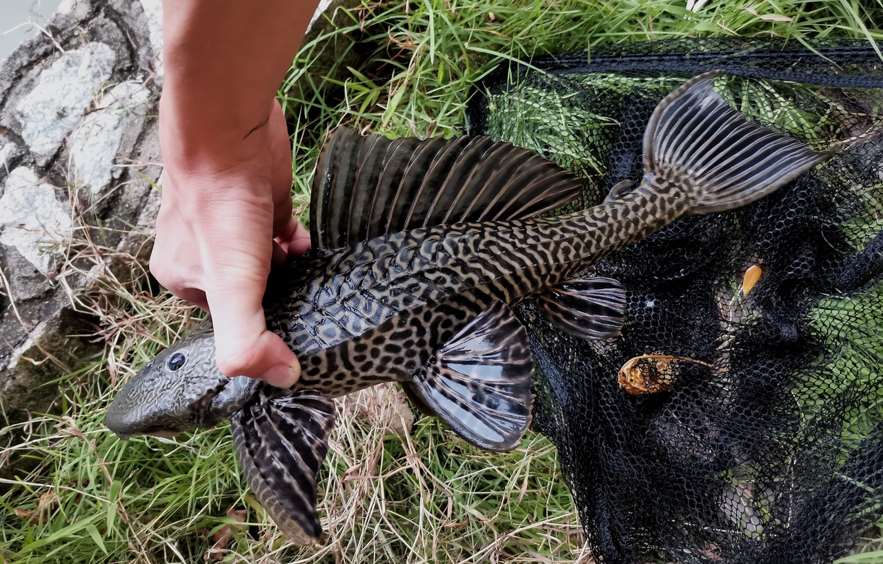 Житель Кузбасса поймал в Искитимке уникальную тропическую рыбу