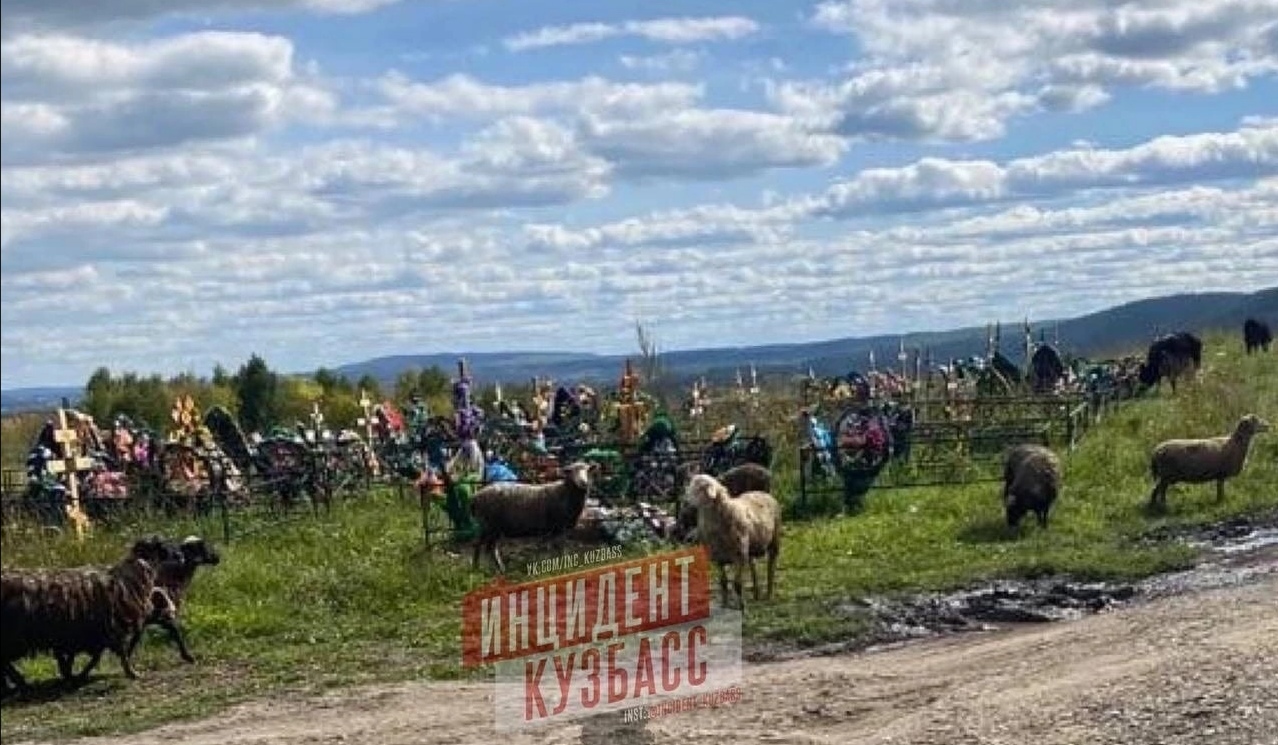 В Кузбассе стадо коров и овец топчут могилы на кладбище