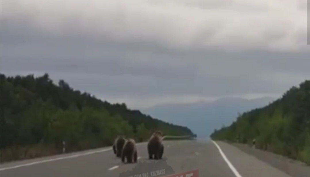 В Кузбассе по трассе бегали четыре медведя