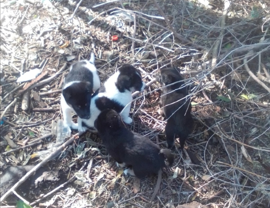 В Кемерове женщина на мусорке бросила маленьких щенков