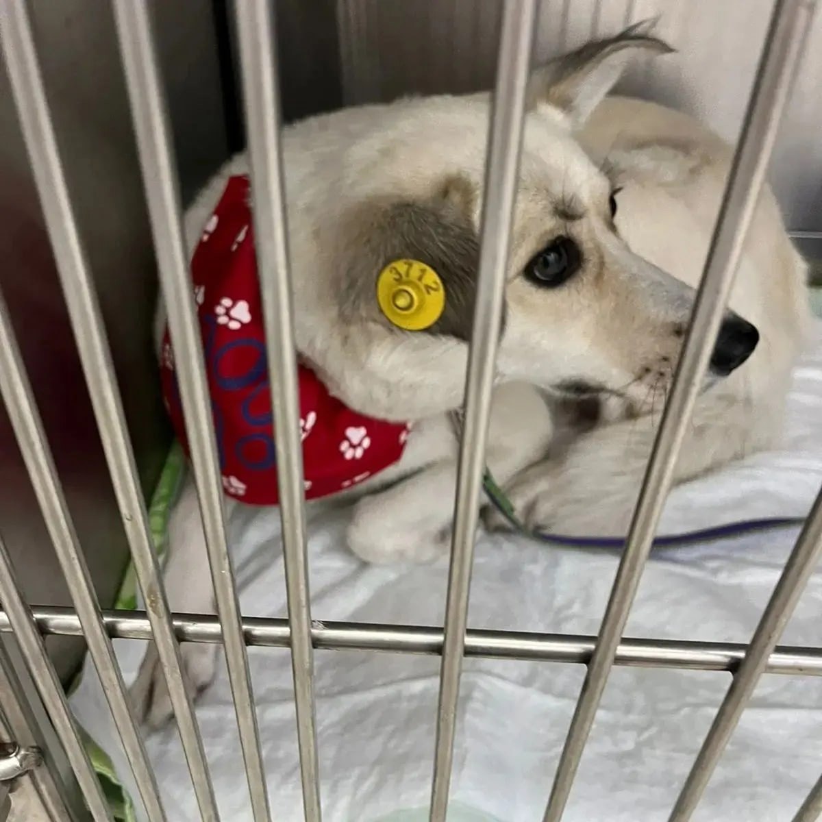 В Новокузнецке стерилизованная собака смогла чудом забеременеть