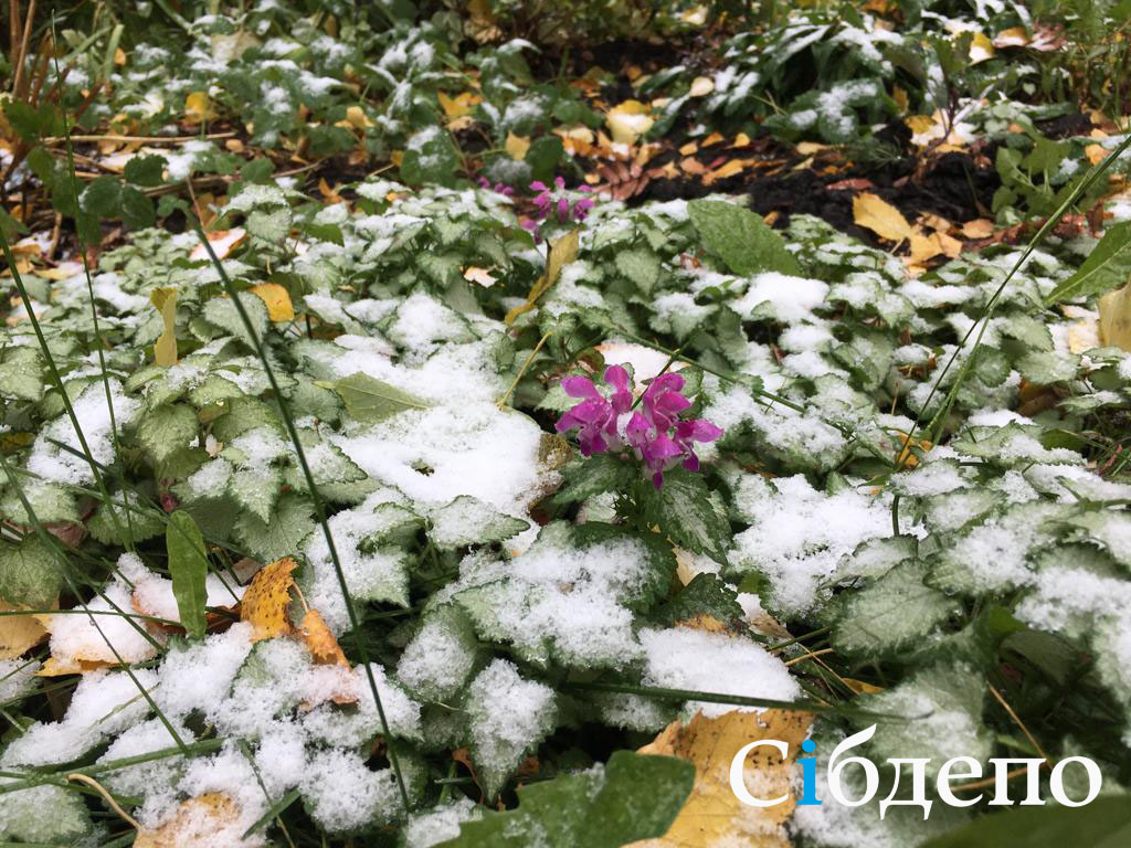 Белый и пушистый: жители Кемерова делятся фотографиями первого снега