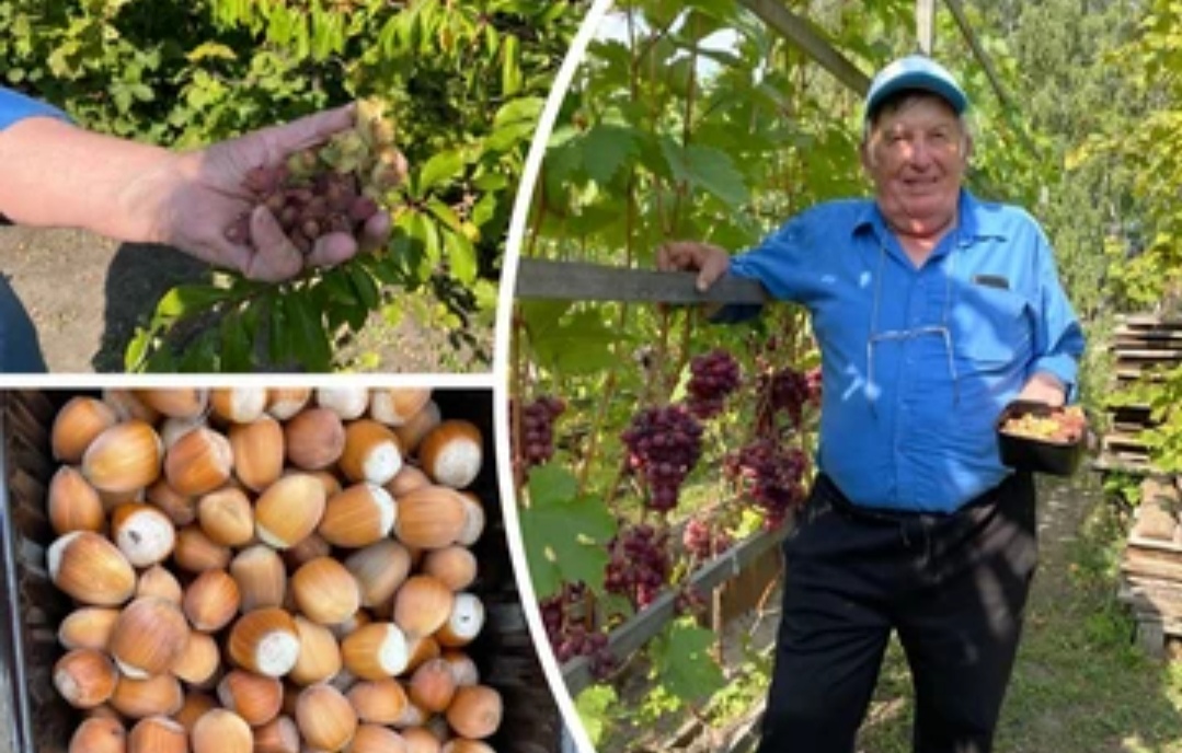 В Сибири пенсионер выращивает редкий фундук